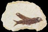 Pair of Fossil Fish (Knightia) - With Display Case #105591-1